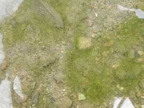 bottom cover of green algae