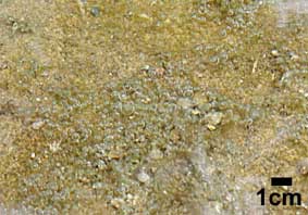 microbial mat and bubbles