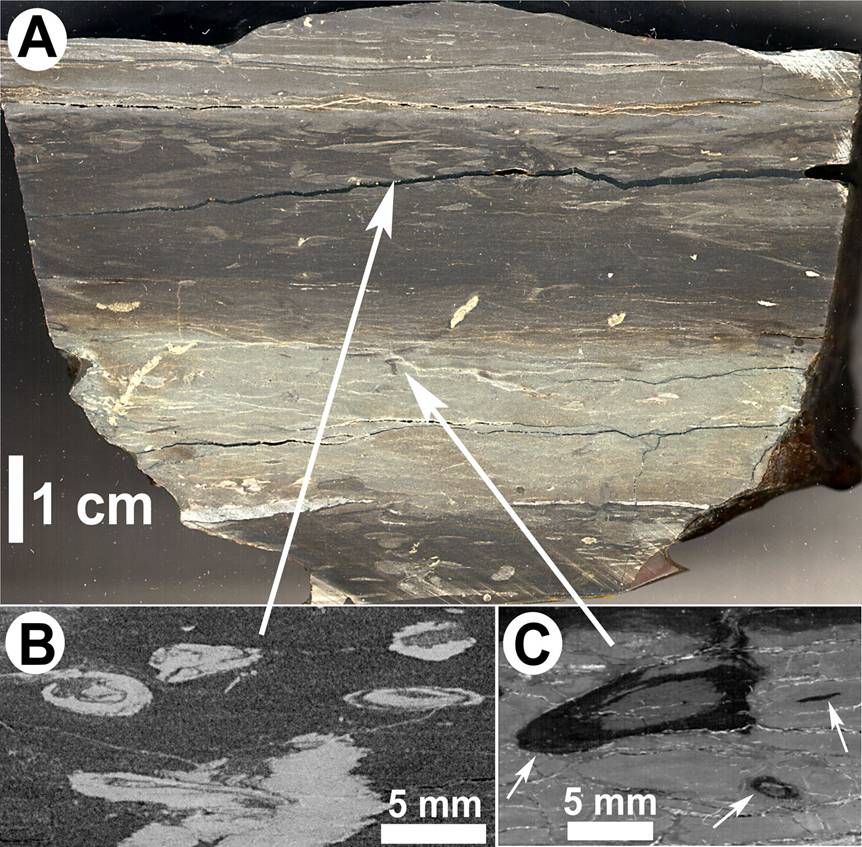 A thin section of black shale showing evidence of bioturbation from a scientific paper, with magnified views of a circular fossil and a teardrop-shaped trace fossil.