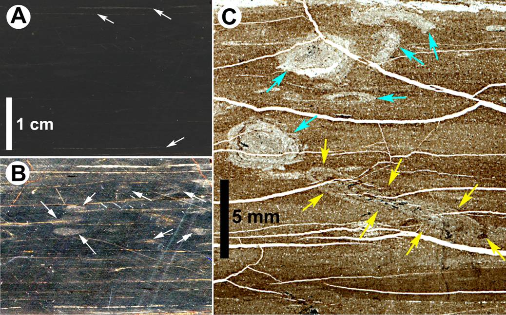 A thin section of black shale showing evidence of bioturbation from a scientific paper, with two close-ups of fossils and burrows.