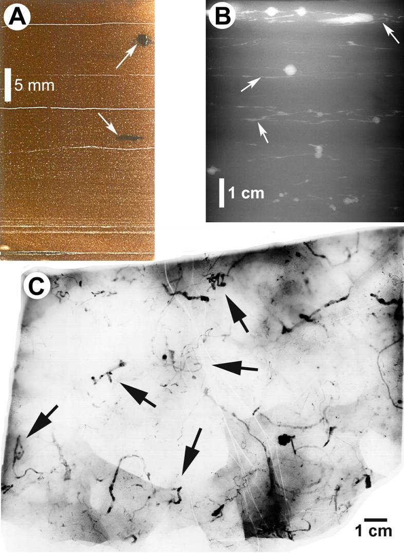 A thin section of black shale showing evidence of bioturbation from a scientific paper, with two close-ups of burrows and disturbed sediment.
