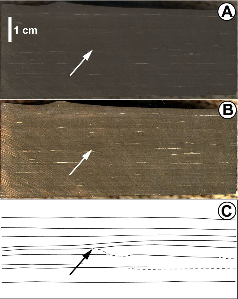 Cross-section of black shale from a scientific paper showing bioturbation in three panels: A and B are photographs of the rock, while C is a line drawing highlighting the disturbed bedding.