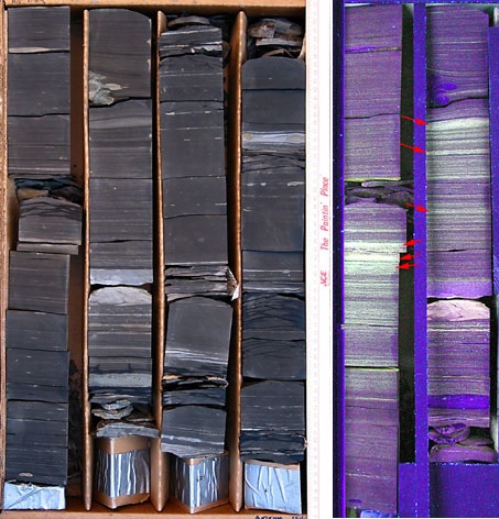 Core sample showing reworked horizons and bioturbated intervals, and adding UV photography showing concentrations of abundant algal cysts