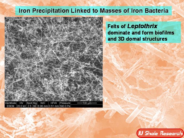 Microscope image showing dense mats of filamentous iron bacteria, identified as Leptothrix, which form biofilms and 3D domal structures. Slide title reads 'Iron Precipitation Linked to Masses of Iron Bacteria,' with IU Shale Research label