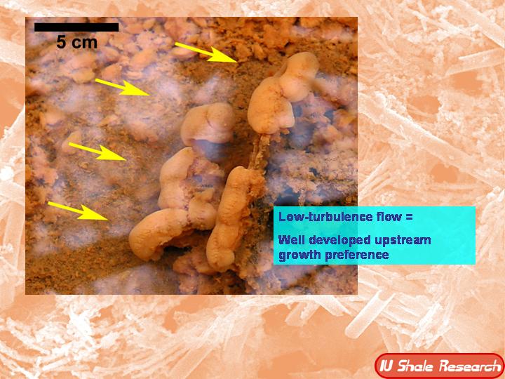 Close-up of orange microbial growth structures in sediment, marked with arrows, showing upstream growth pattern under low-turbulence flow. Scale bar indicates 5 cm. Text notes: 'Low-turbulence flow = well developed upstream growth preference.' IU Shale Research logo included