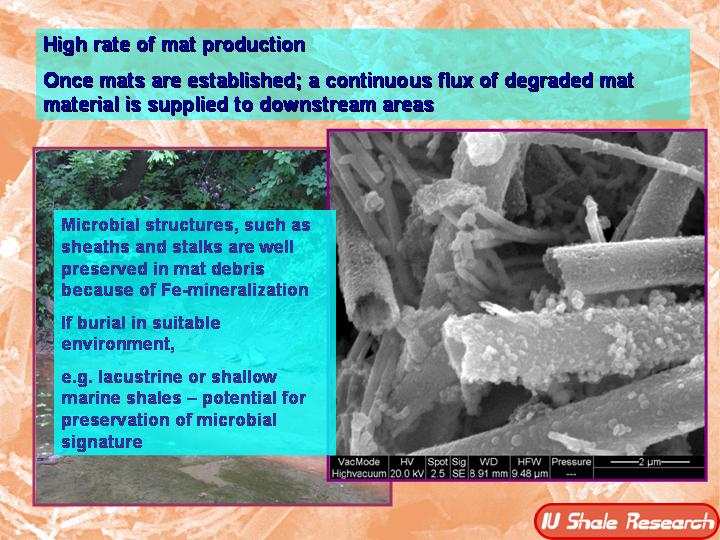 Slide showing microbial mat production and preservation. Text explains that once mats are established, degraded material flows downstream. Microbial sheaths and stalks are preserved in debris due to iron mineralization, with potential fossil preservation in lacustrine or shallow marine shales. Includes microscopic image of mineralized microbial structures. IU Shale Research logo at bottom