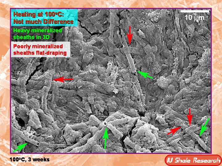 Microscope image of mineralized microbial sheaths after heating at 100°C for three weeks. Green arrows point to heavily mineralized sheaths in 3D, while red arrows indicate poorly mineralized flat-draping sheaths. Text notes that heating caused little difference. Scale bar shows 10 µm. IU Shale Research logo at bottom
