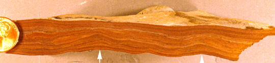 Rock sample showing thin, wavy reddish-brown sedimentary layers with a coin for scale on the left