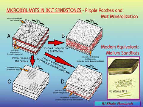 Slide titled 'Microbial Mats in Belt Sandstones – Ripple Patches and Mat Mineralization.' Diagram shows four stages (A–D) of microbial mat surface erosion, redeposition, cracking, and mineralization in sandstone layers. Includes inset image of modern equivalent, Mellum Sandflats, with layered sample illustration. IU Shale Research logo at bottom