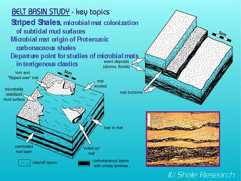 Slide titled 'Belt Basin Study – key topics.' Illustrations show striped shale with microbial mat colonization of subtidal mud surfaces, torn and eroded mat layers, and microbial stabilization of mud. Labels highlight clay-silt layers, carbonaceous layers with crinkly laminae, and mat horizons. A photo of laminated shale is included. IU Shale Research logo at bottom