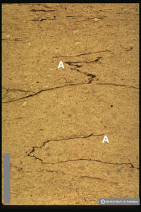 Photomicrograph of a sedimentary rock showing thin dark wavy layers labeled 'A,' representing microbial mat features within lighter matrix