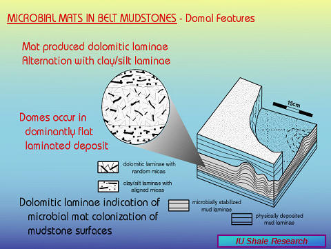 Slide titled 'Microbial Mats in Belt Mudstones – Domal Features.' Diagram shows domal structures with alternating dolomitic and clay/silt laminae within mudstone deposits. Notes explain that domes occur in otherwise flat laminated deposits, indicating microbial mat colonization. IU Shale Research logo at bottom