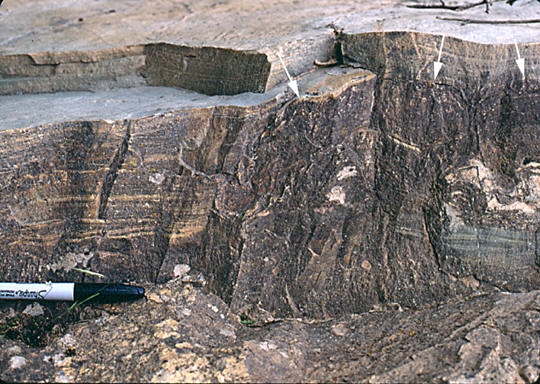 Outcrop of layered sedimentary rock with visible wavy laminations and darker carbonaceous bands. White arrows point to features within the layers, and a pen at the lower left provides scale
