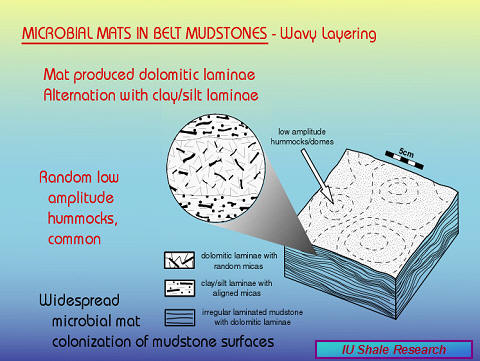 Slide titled 'Microbial Mats in Belt Mudstones – Wavy Layering.' Illustration shows alternating dolomitic and clay/silt laminae with low-amplitude hummocks and domes. Text notes widespread microbial mat colonization of mudstone surfaces. IU Shale Research logo at bottom