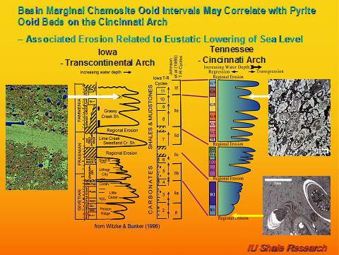 Slide comparing stratigraphic columns from Iowa (Transcontinental Arch) and Tennessee (Cincinnati Arch) showing correlations between chamosite ooid intervals and pyrite ooid beds. Notes describe erosion linked to sea level lowering. Includes diagrams of shale and carbonate successions, micrograph of chamosite ooids, and photo of pyrite ooids. IU Shale Research logo at bottom