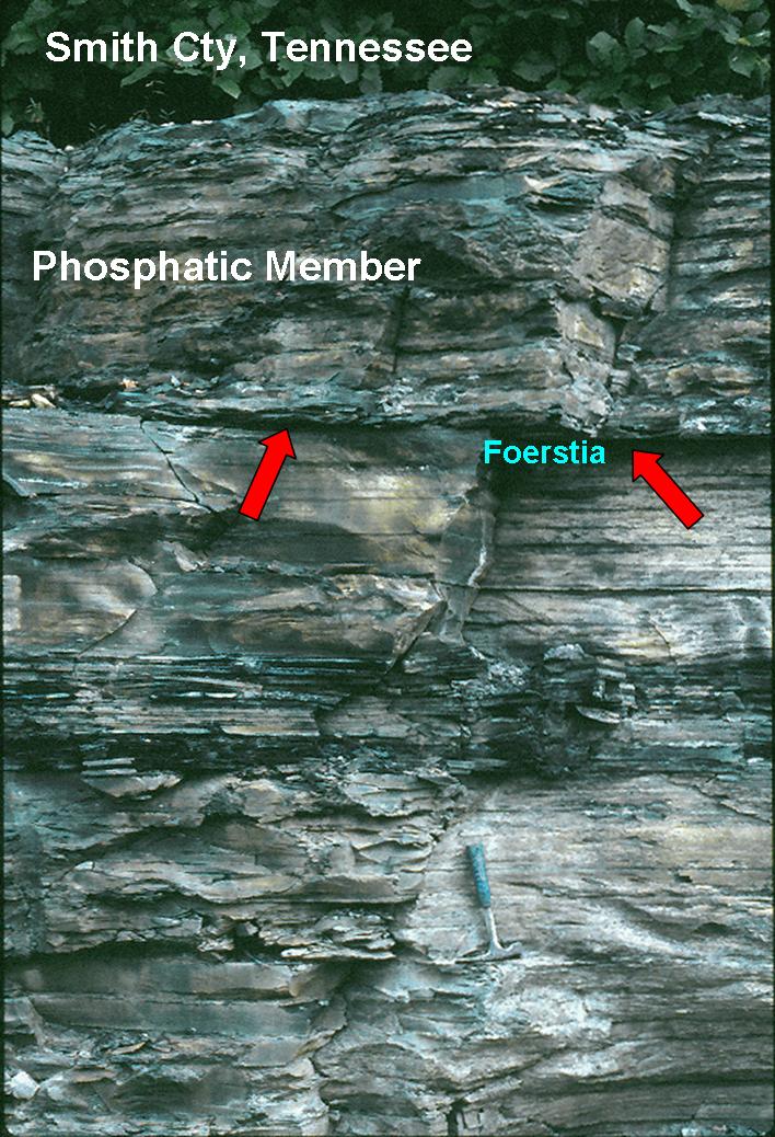 A rock outcrop in Smith County, Tennessee, shows a well-defined boundary between the Phosphatic Member and the underlying Foerstia beds, with a geologic hammer at the base for scale.