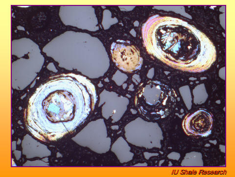Microscopic thin-section image of pyrite ooids showing concentric laminae with bright iridescent colors under polarized light, surrounded by dark matrix. IU Shale Research logo at bottom