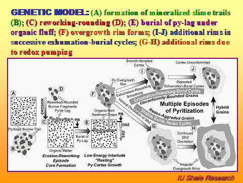 Slide titled 'Genetic Model' illustrating stages of pyrite ooid formation. Diagrams show processes including formation of mineralized slime trails, reworking and rounding, burial under organic material, overgrowth rim formation, and additional rims from exhumation-burial cycles and redox pumping. Text highlights multiple episodes of pyrite cortex growth. IU Shale Research logo at bottom